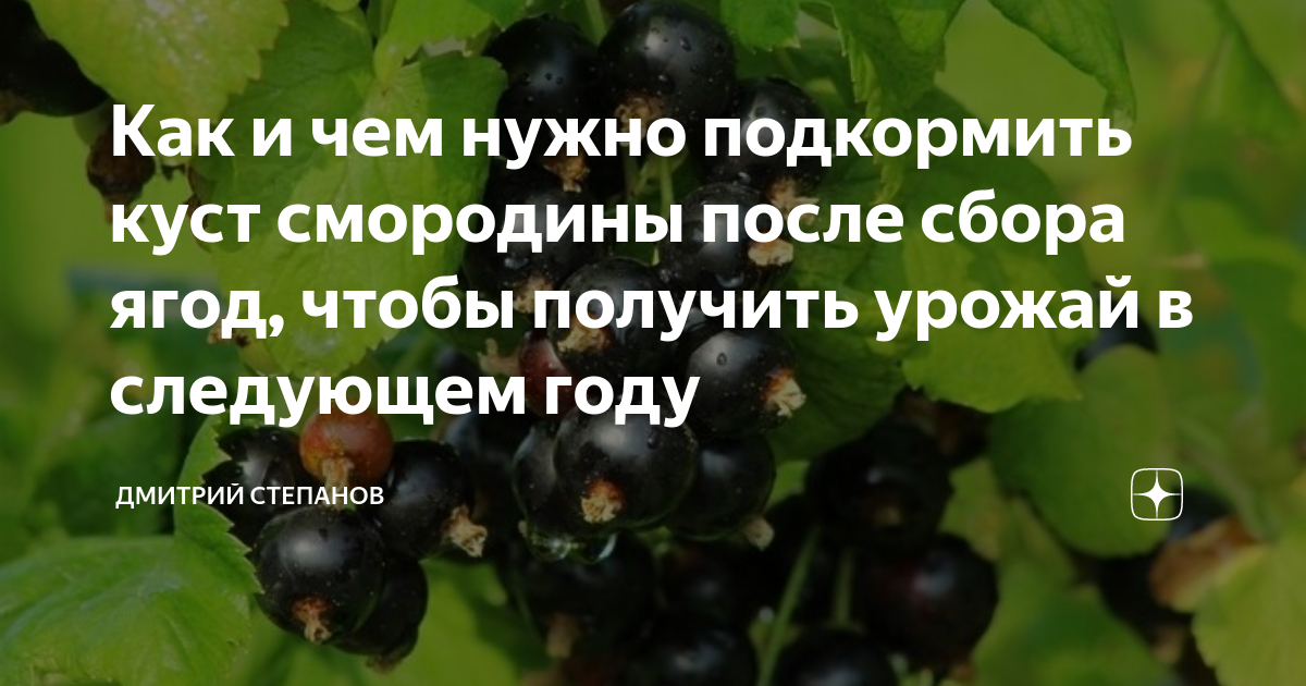 Как собрать черную смородину с кустов быстро. Моя смородина. Чем подкормить черную смородину. Смородина цитаты.