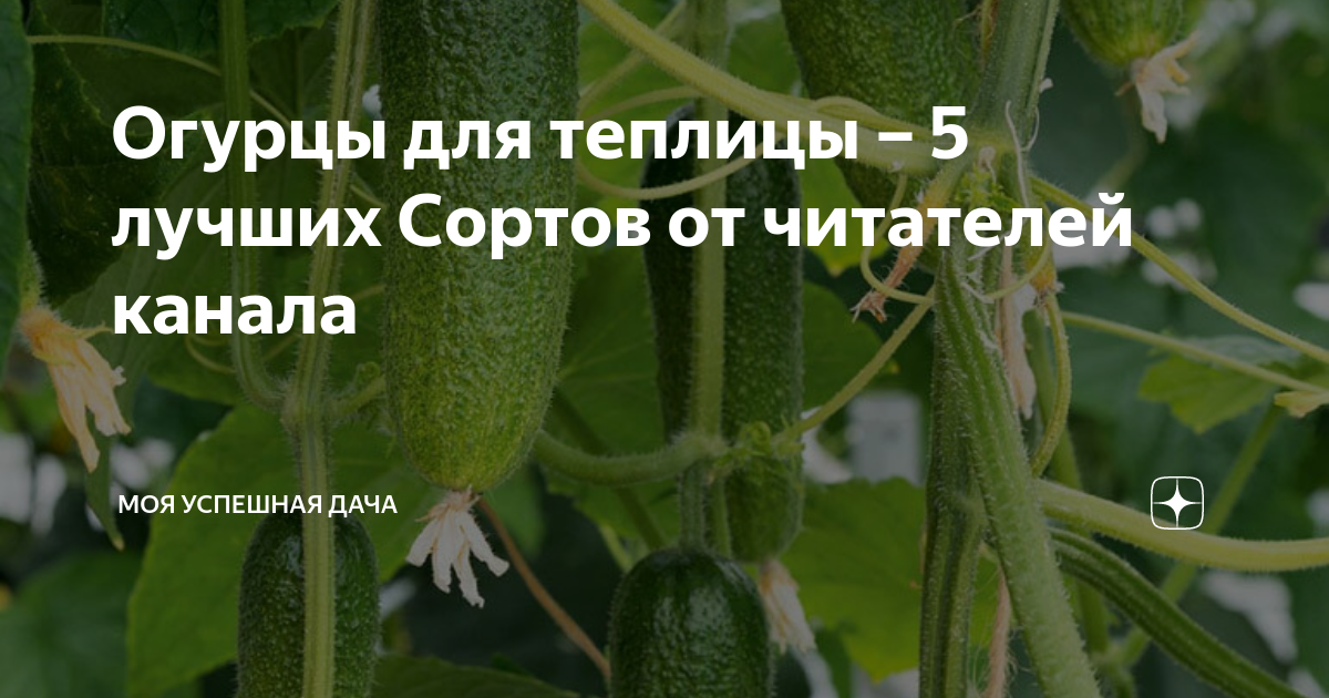 Огурцы для теплицы – 5 лучших Сортов от читателей канала | Моя успешная ...