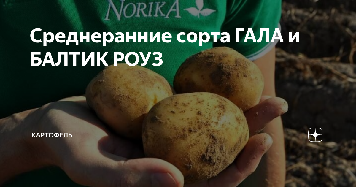 Среднеранние сорта ГАЛА и БАЛТИК РОУЗ | ЭКСКЛЮЗИВНОЕ ИНТЕРВЬЮ | Дзен