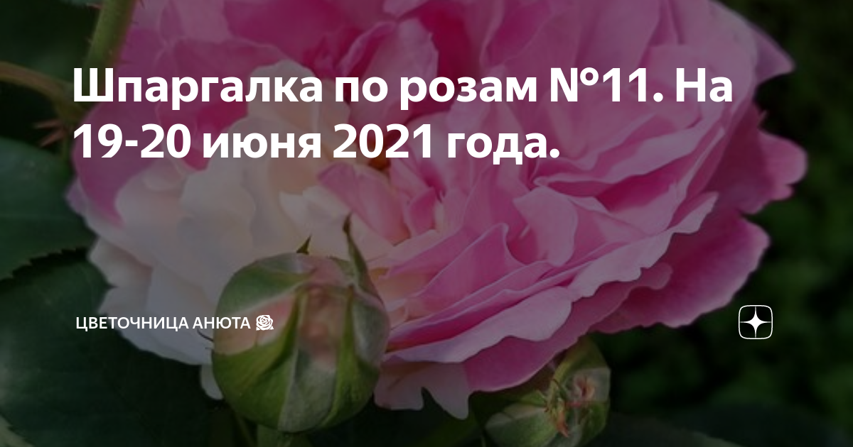 Цветочница анюта последние шпаргалки