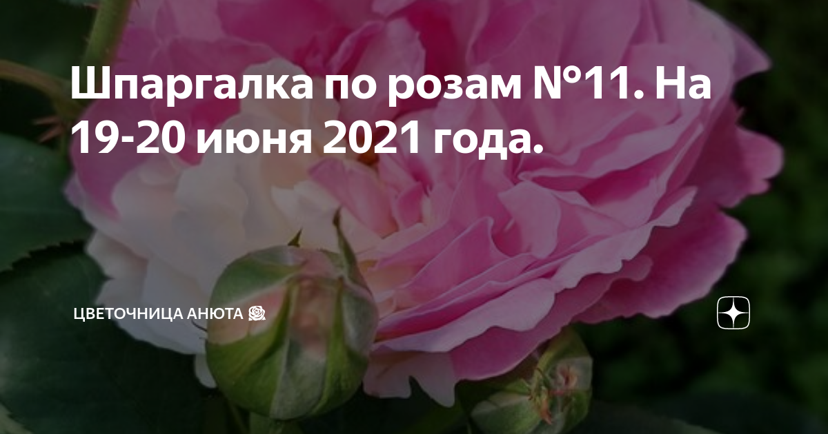 Цветочница анюта розы весной. Цветочница Анюта шпаргалки. Цветочница Анюта розы шпаргалки. Цветочница Анюта розы. Цветочница Анюта розы дзен.