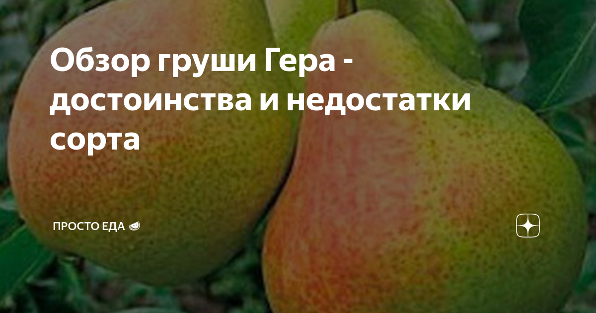 Груша гера описание сорта фото отзывы Сорт груши гера: фото, отзывы, описание, характеристики