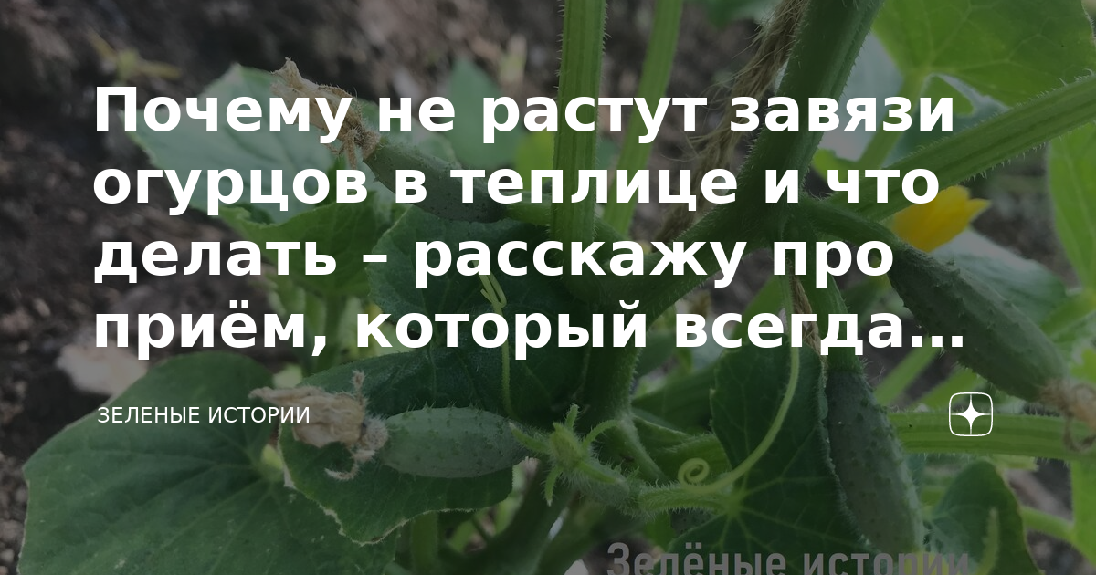 Почему не растут завязи огурцов в теплице из поликарбоната что делать