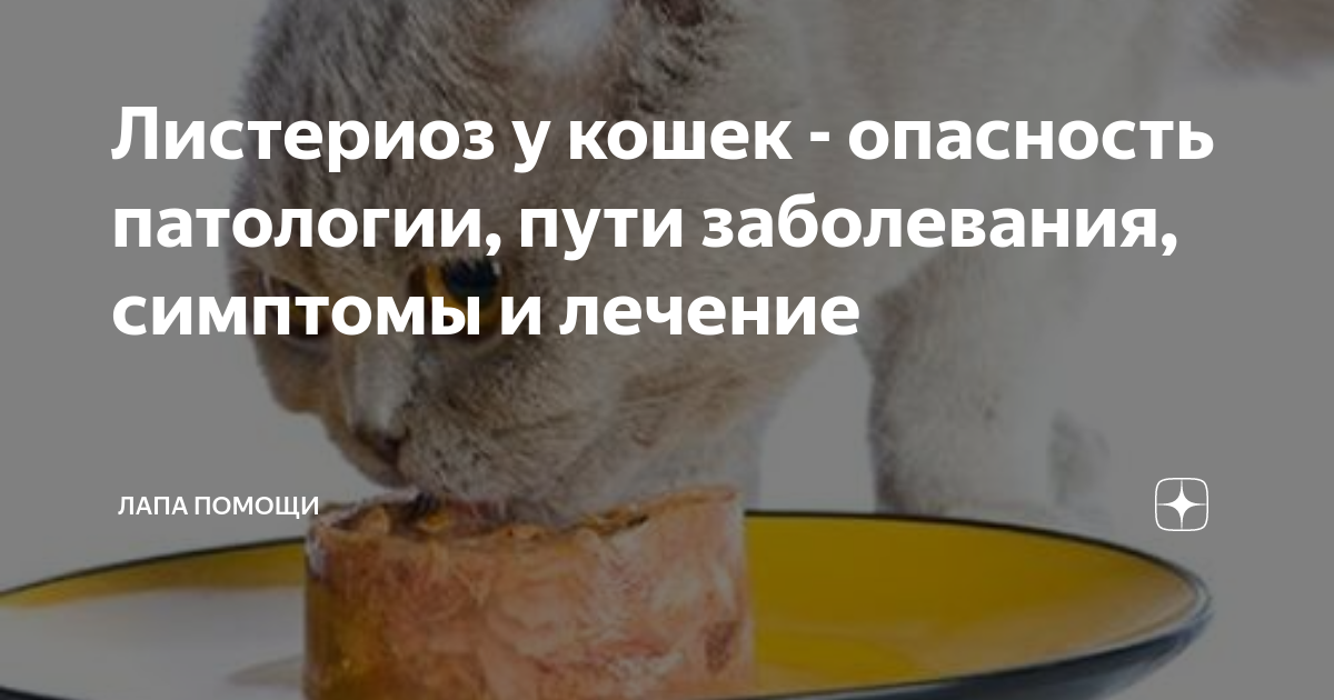 Симптомы листериоза у кошек
