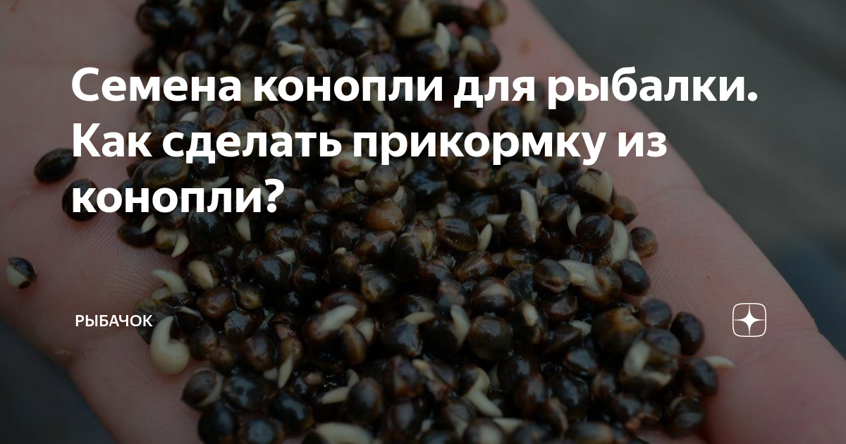 Как запарить конопляные семена мимо поля конопли песня