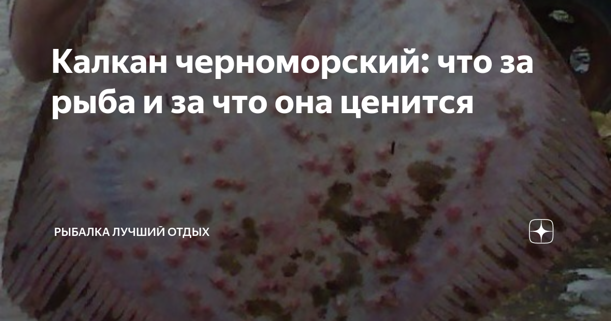 Калкан черноморский: что за рыба и за что она ценится | Рыбалка Лучший ...