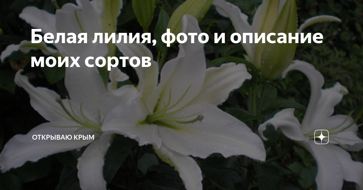 Лилия алма ата фото и описание Луковицы лилии белой: найдено 90 картинок