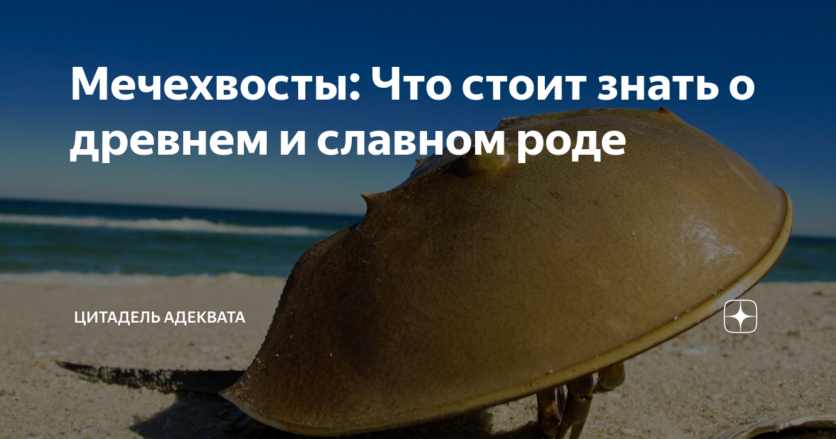 Мечехвосты: Что стоит знать о древнем и славном роде | Цитадель ...
