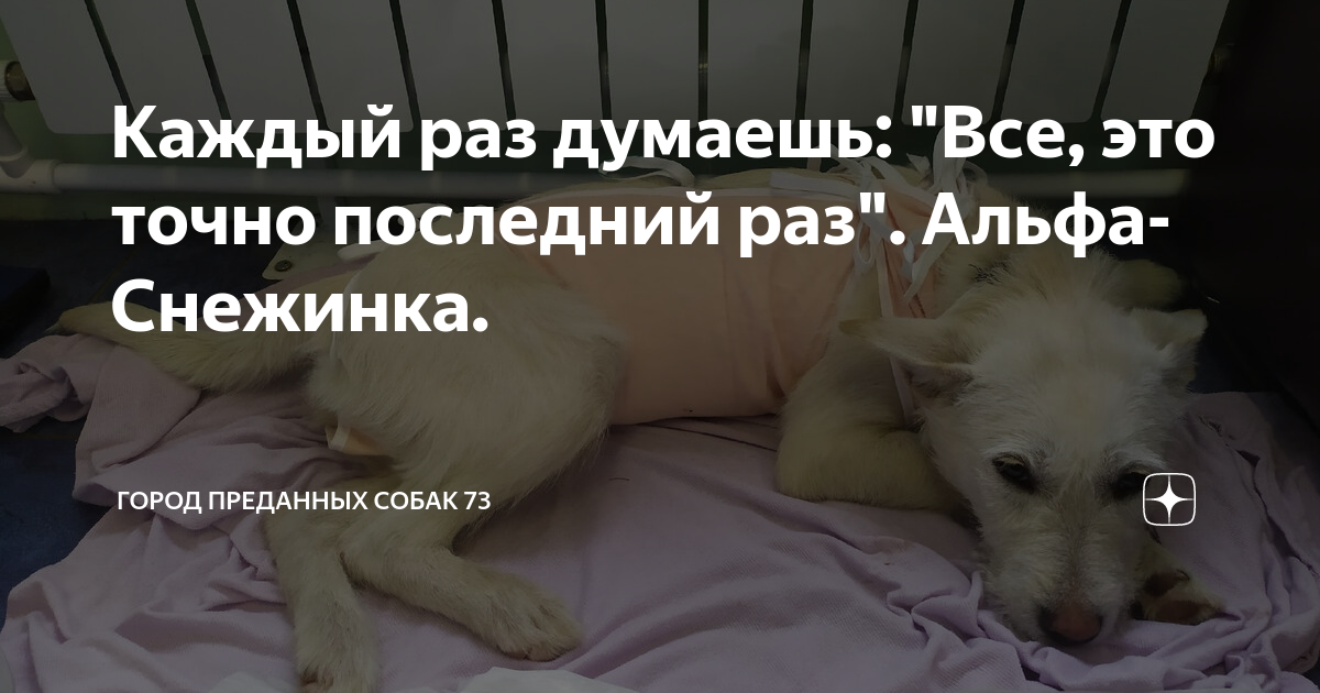 Не раз задумывались. Меняю брата на собаку
