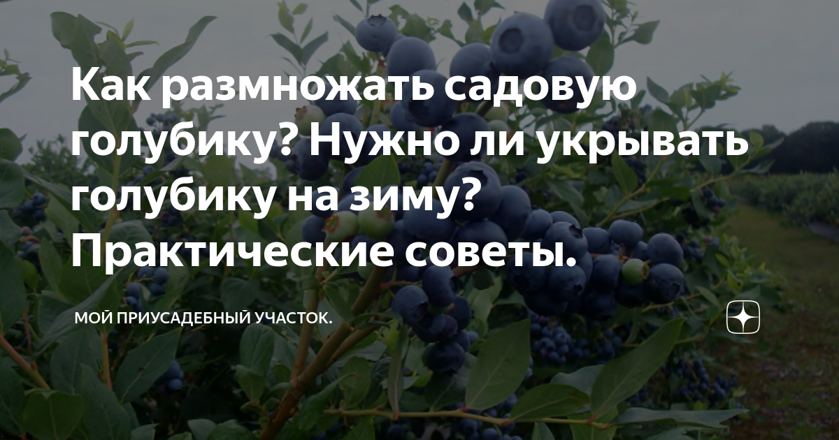 Укрывают ли голубику. Как размножить голубику. Как размножить голубику садовую. Как размножить голубику садовую в домашних условиях. Как размножается голубика Садовая черенками.