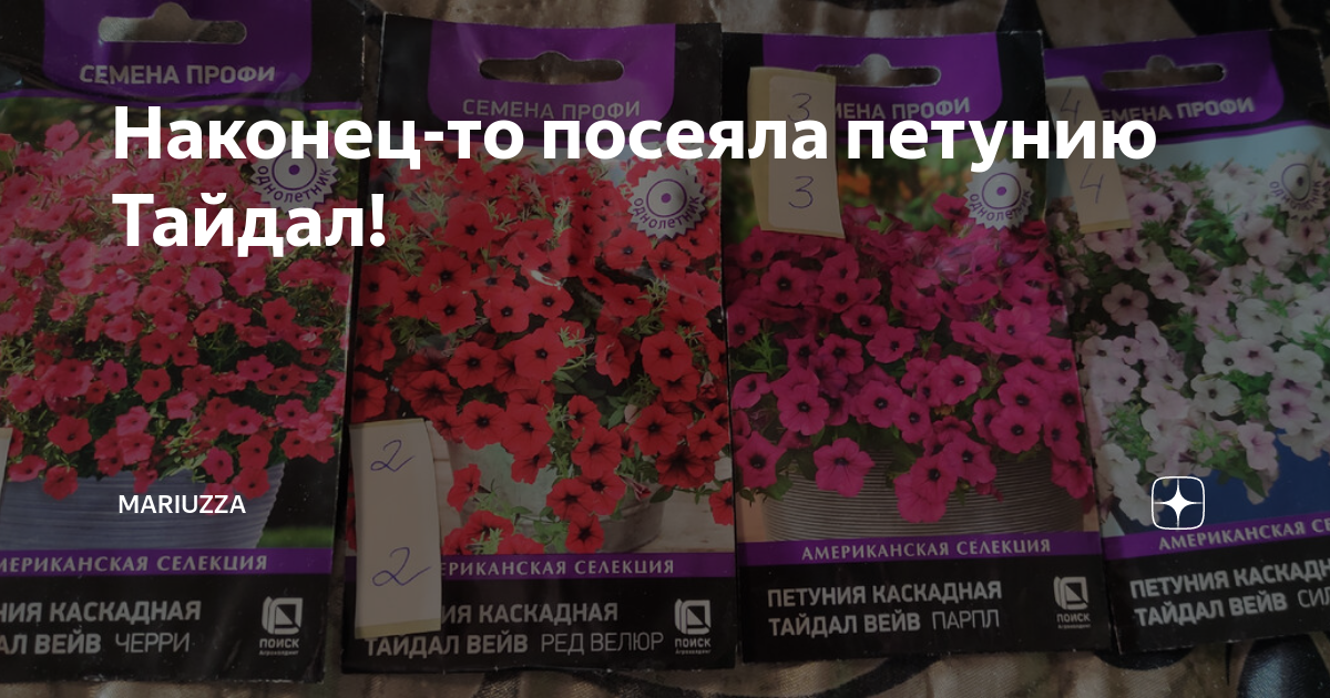 Наконец-то посеяла петунию Тайдал! | mariuzza | Дзен