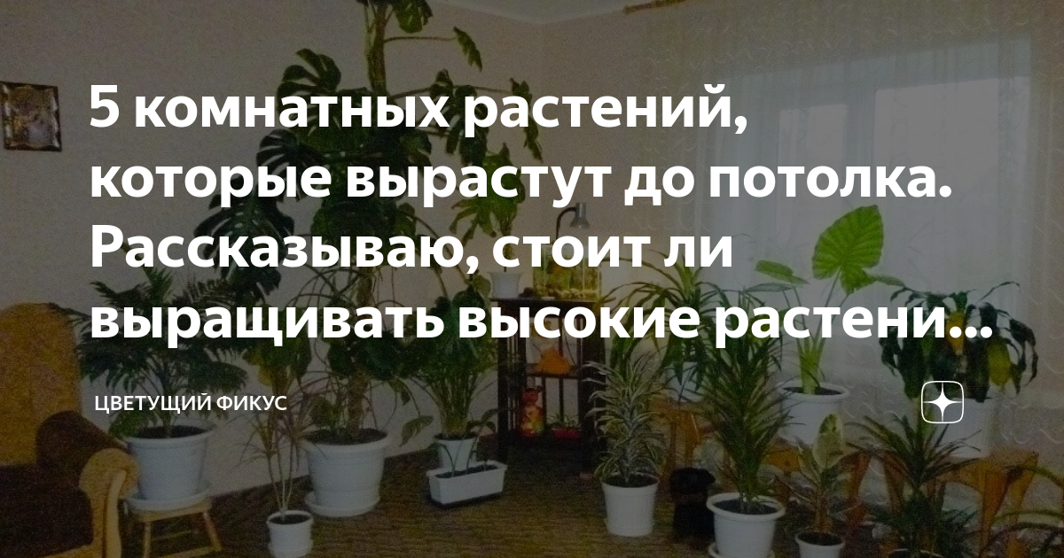 Фикус: сложный уход и капризность
