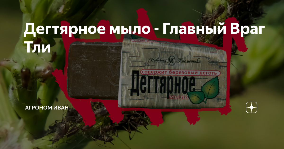 Дегтярное мыло от белокрылки. Дегтярное мыло против тли. Жидкое дегтярное мыло против тли. Дегтярное мыло от тли. Дегтярное мыло для растений.