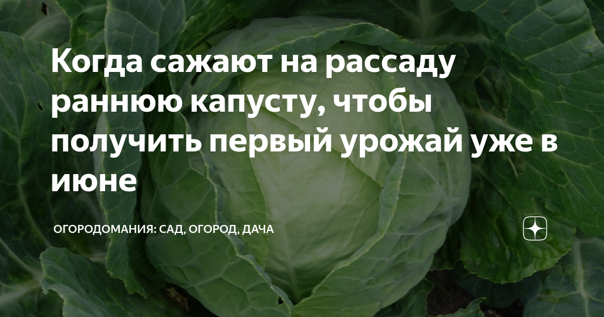 Когда сажать раннюю капусту. Когда сажать раннюю капусту на рассаду. Когда садить капусту на рассаду. Когла садают паннбб карусту.