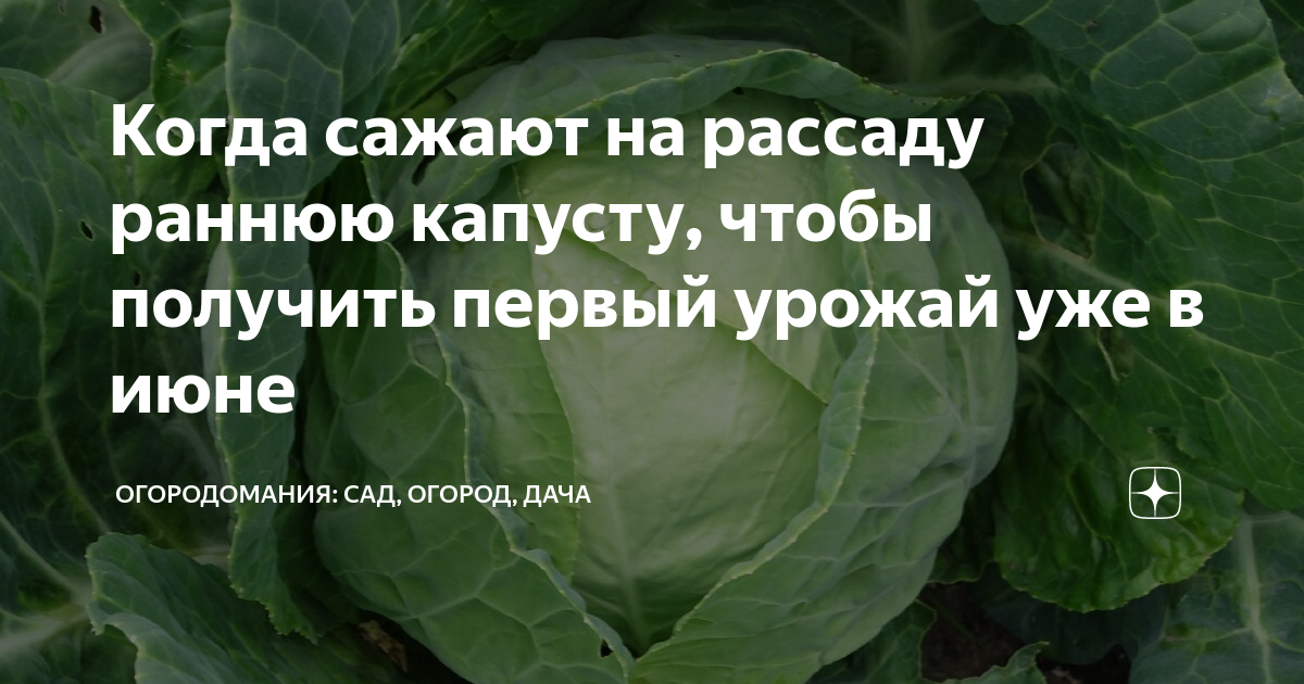 Когда сеять раннюю капусту в 2024 году. Когда сажать раннюю капусту. Когда сажать раннюю капусту на рассаду. Когда садить капусту на рассаду. Когла садают паннбб карусту.