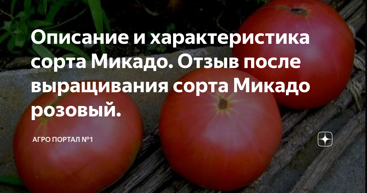 Отзывы фото достоинства недостатки томат розовый Описание и характеристика сорта Микадо. Отзыв после выращивания сорта Микадо роз