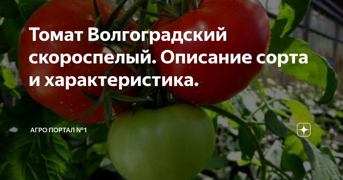 Волгоградский помидоры описание. Томат сорт Волгоградский 5/95. Томат Волгоградский скороспелый 323. Сорт томата Волгоградский скороспелый 323. Помидоры сорта Волгоградский 323.