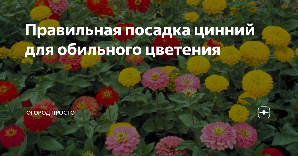 Схема посадки цинии