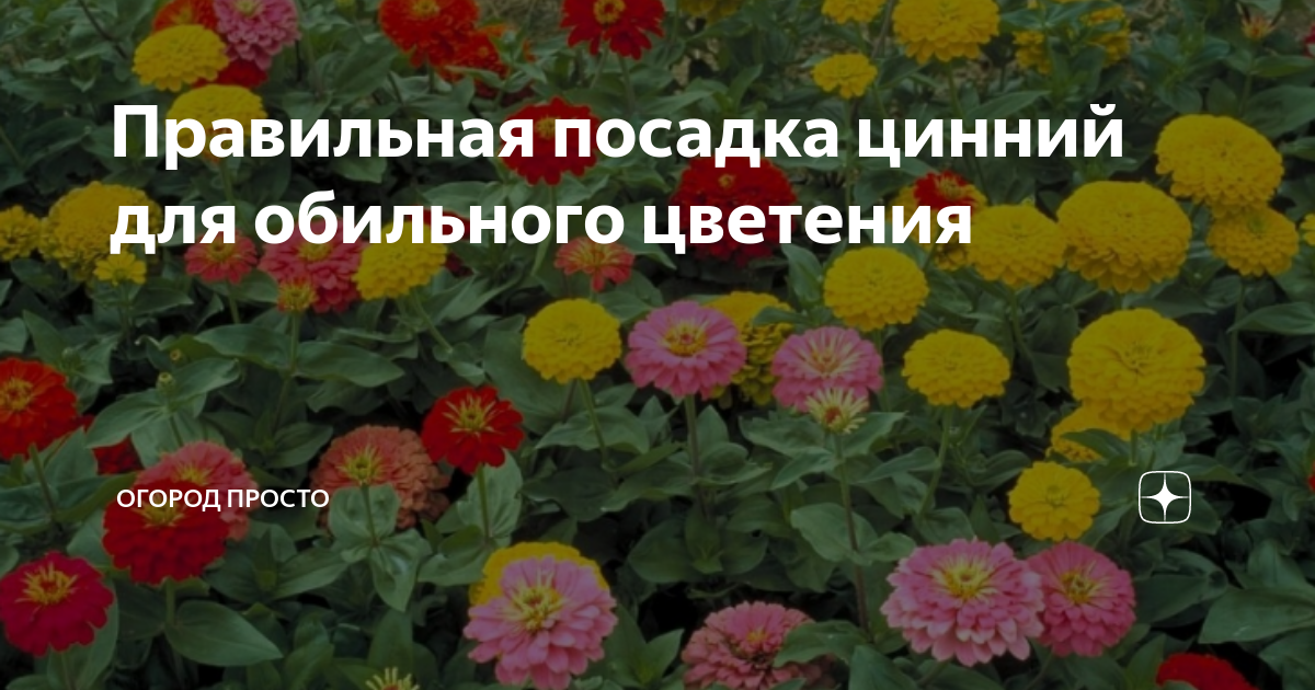 Прищипка цинии для обильного. Подкормка циннии. Прищипка цинии для обильного цветения. Циния прищипка рассады. Цинния бордюрная семена.