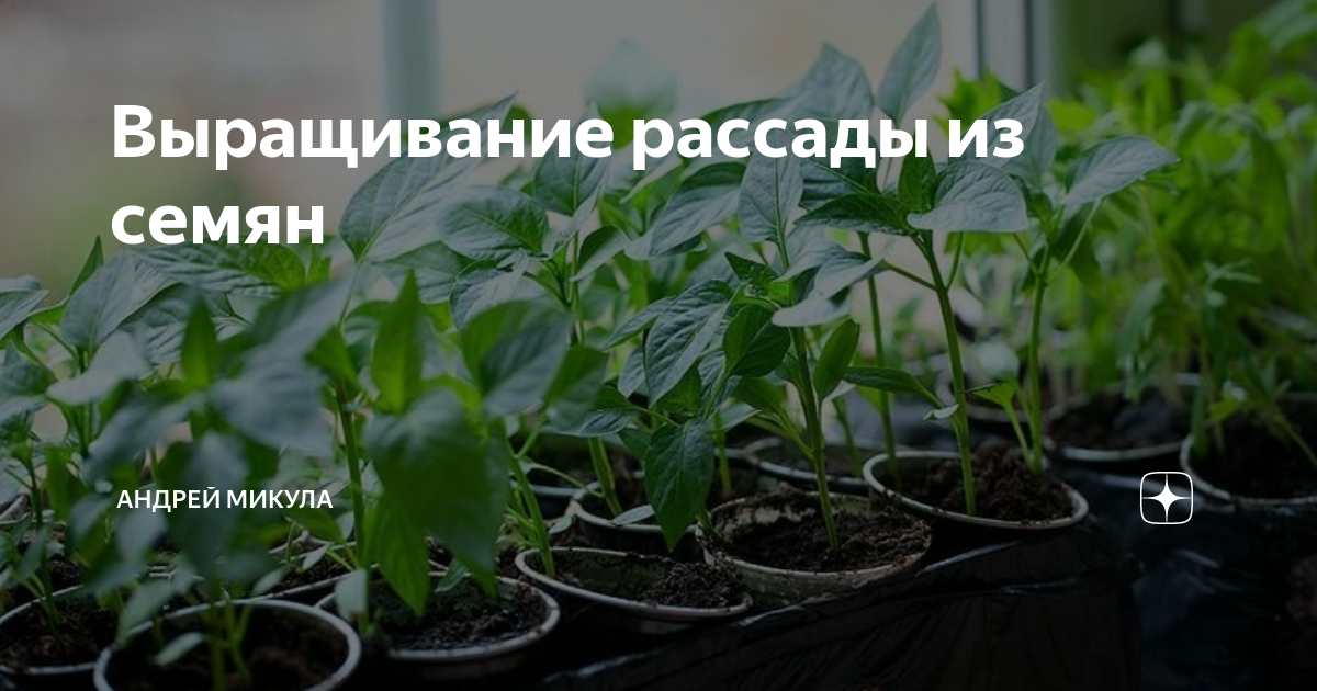 В какие дни сеять перец на рассаду. Когда можно сажать перец на рассаду. Когда можно сеять перец. Когда сажать перец в феврале. Когда можно посадить перец.