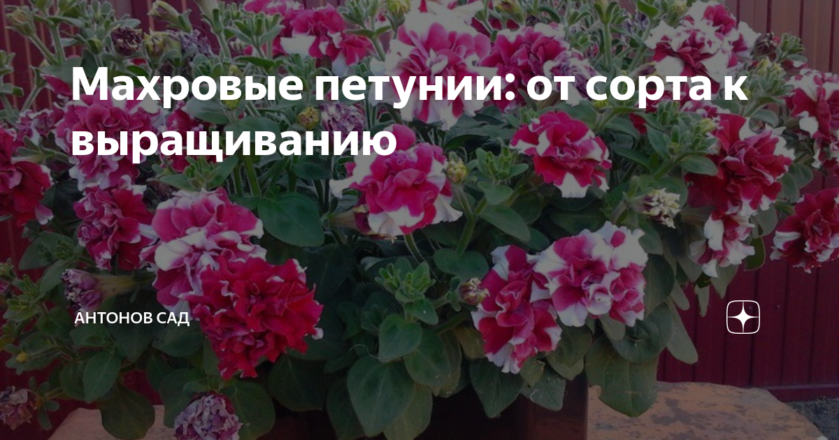 Махровые петунии: от сорта к выращиванию | Антонов сад - дача и огород ...