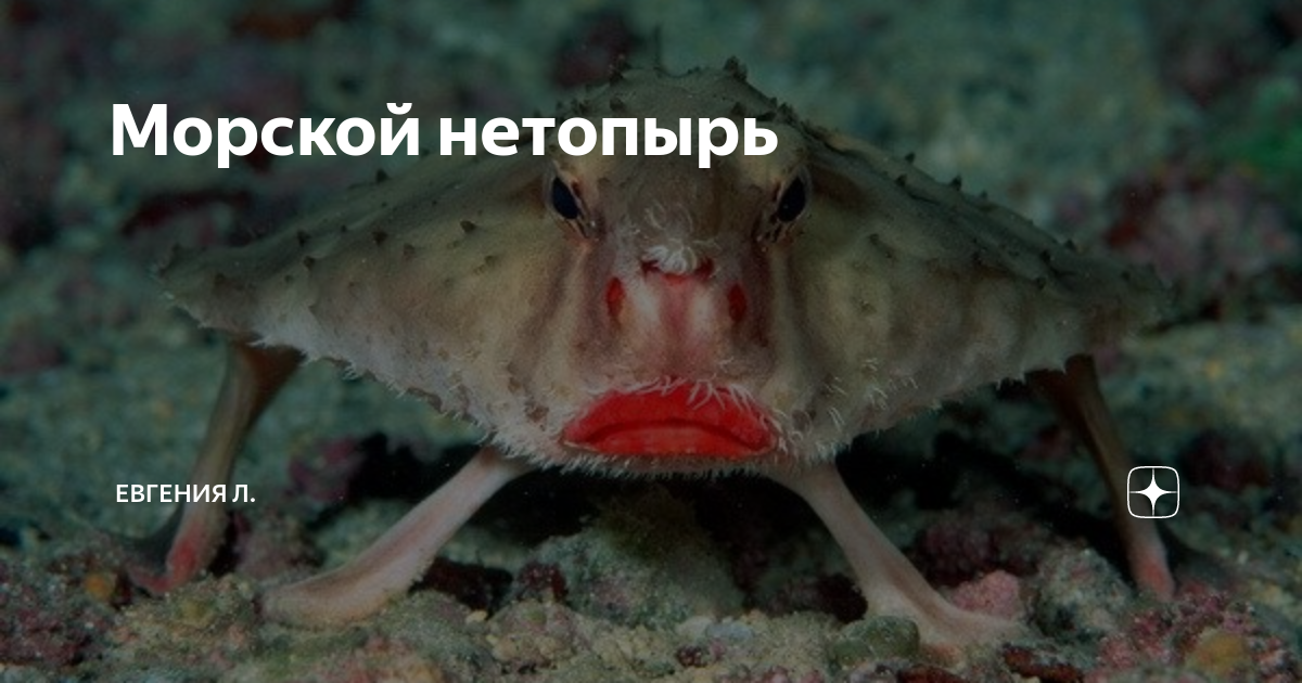 Морской нетопырь (лат. Ogcocephalus)