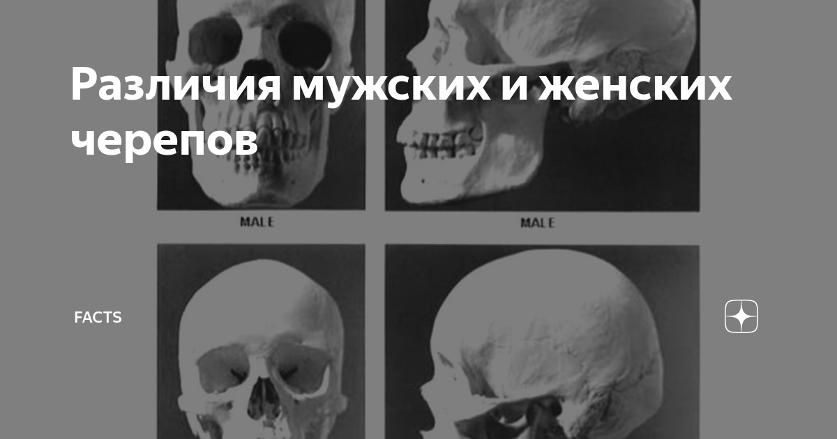 Различия мужских и женских черепов | facts | Дзен