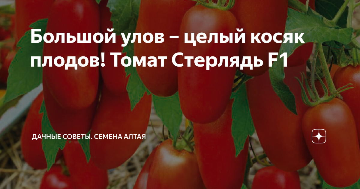 Томаты Семена Алтая 116404_1_коричнево-красный_1_ТОМАТ ПЕНЬ F1, 1 УП - купить по