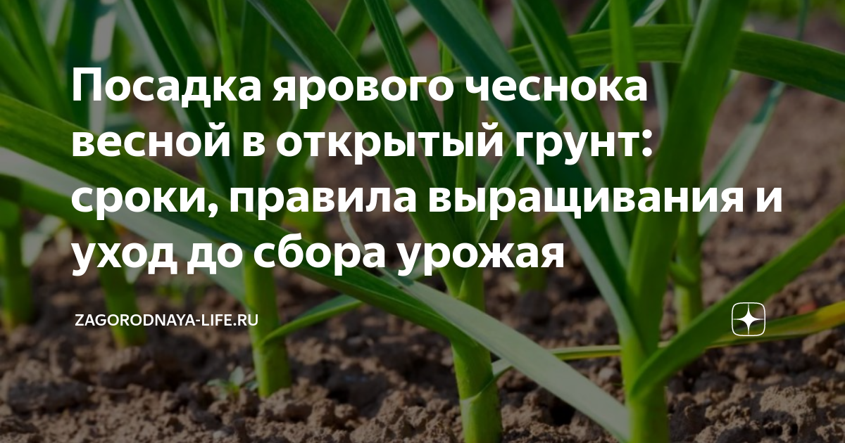 Посадка и уход за яровым чесноком: сроки посадки, агротехника выращивания весной и летом