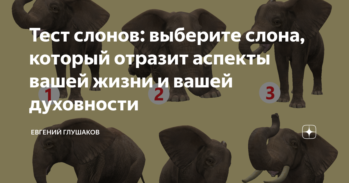 Тест про слона. Слон тест психология. тест слон в квадрате. слоновая теста. тест слон для распределения дел.