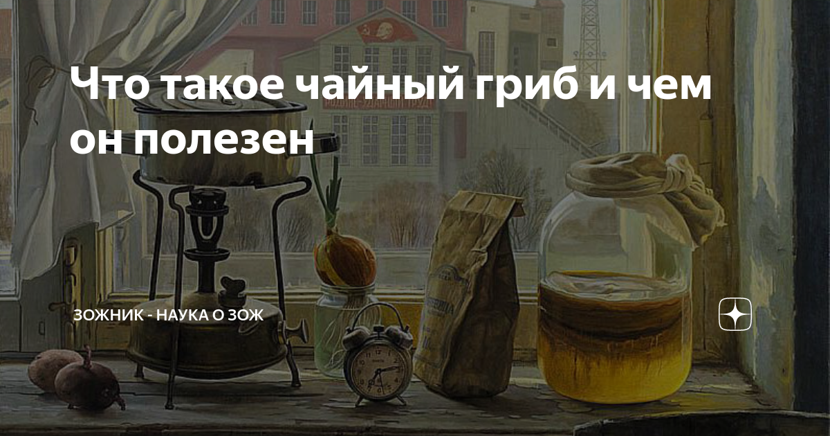 Что такое чайный гриб и чем он полезен | Зожник - Наука о ЗОЖ | Дзен