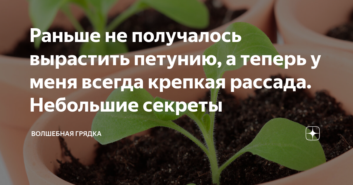 Рассада дольче петуния. Всходы петунии. Авокадо формирование кроны. Почему не получается вырастить. Петуния вегетативная рассада.