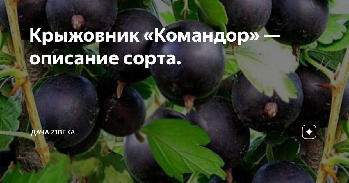 крыжовник Командор ( без шипов, самоплоден) с зкс