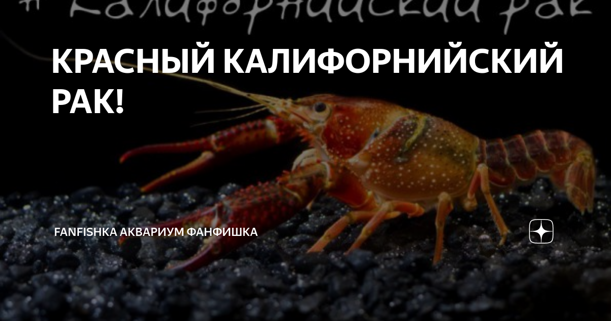 Фанфишка форум. Фанфишка форум. Фанфишка форум. Фанфишка аквариум тролль. Фанфишка форум.