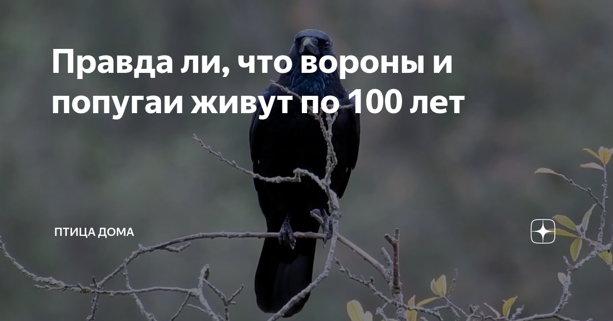 Жили по 300 лет. Вороны живут 300 лет. Ворон живет 100 лет. Сколько лет живут вороны 300 лет. Ворон который прожил 100.