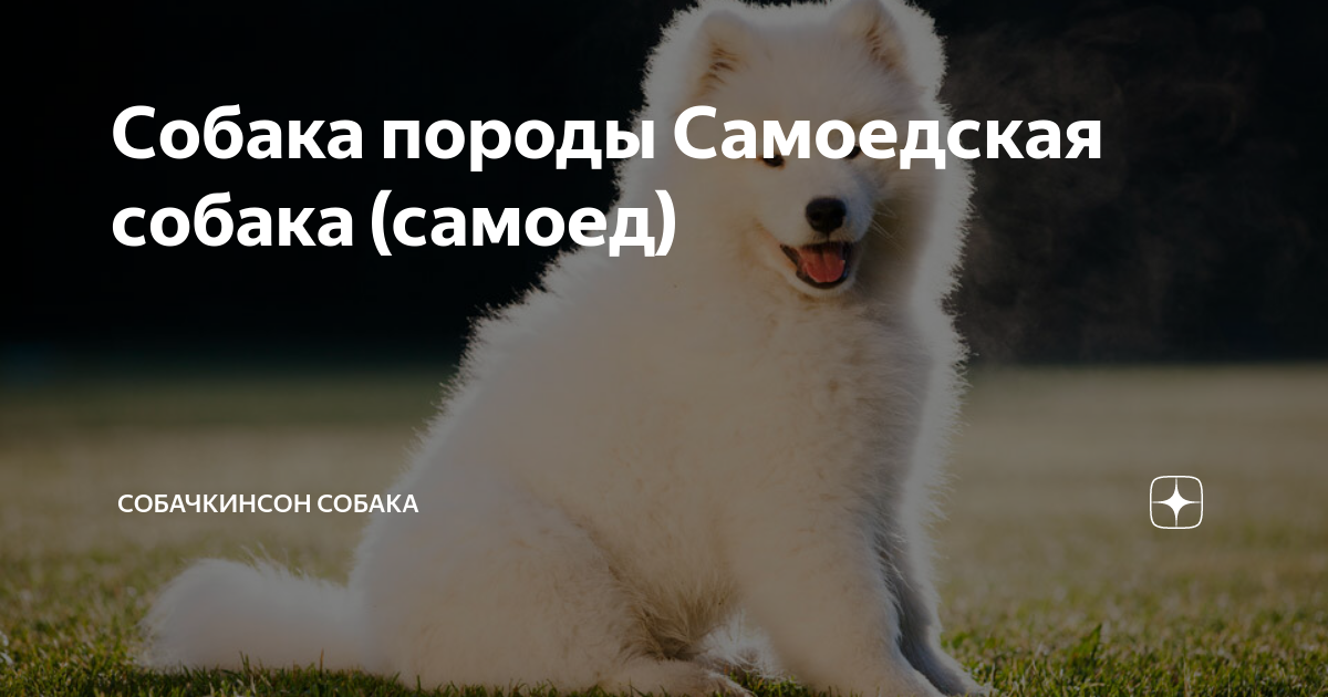 Самоеды это в рассказе мальчики