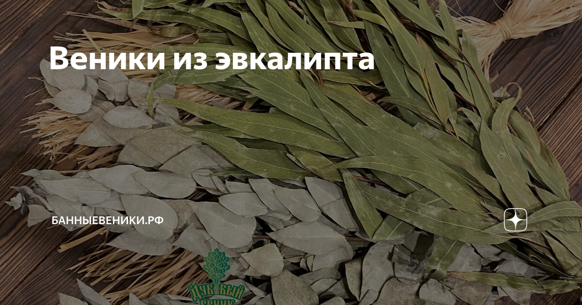 Веники из эвкалипта | DUBVENIK.RU | Дзен
