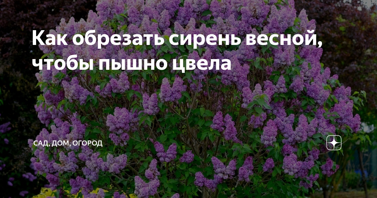 Как подрезать сирень после цветения схема