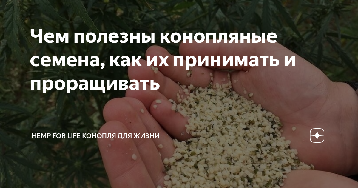 Чем полезны конопляные семена, как их принимать и проращивать | HEMP ...