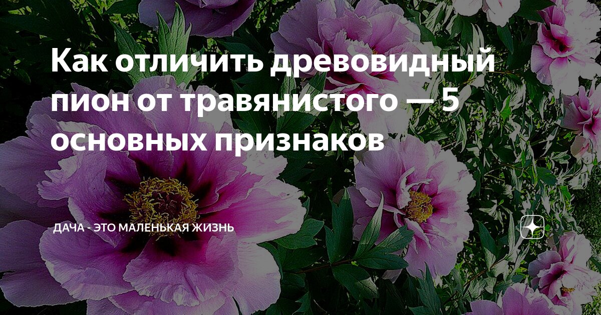 Как отличить древовидный пион от травянистого фото