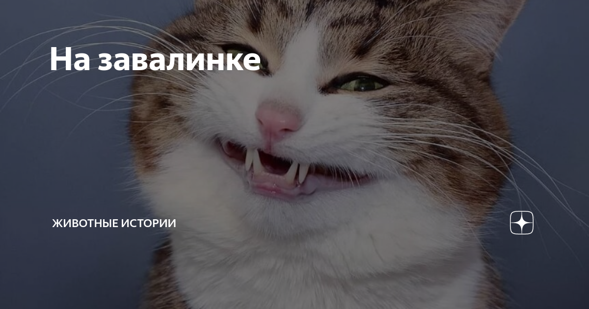 Оба кот. Кошки пукают. пукают ли котики. умеют ли коты пукать. гига кот.