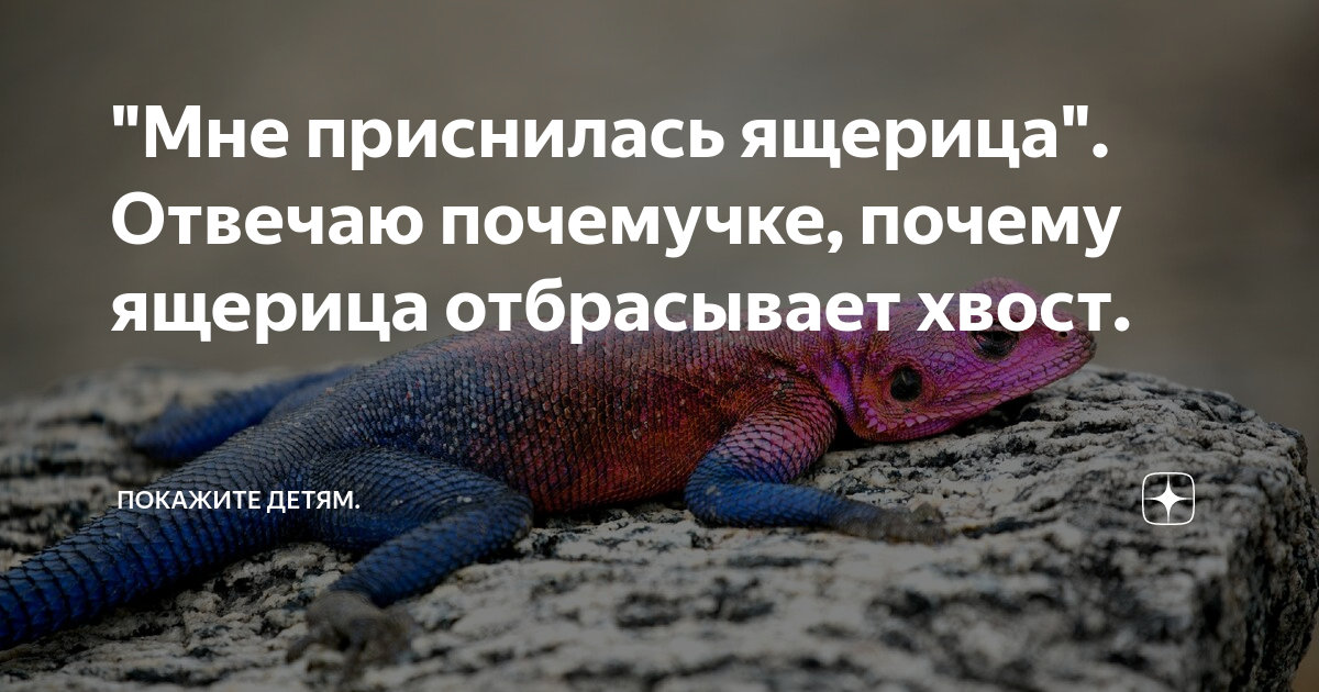 К чему снится ящерица женщине. К чему снится ящерица. Приснился варан к чему. Ящерица сонник. Полосатый варан.