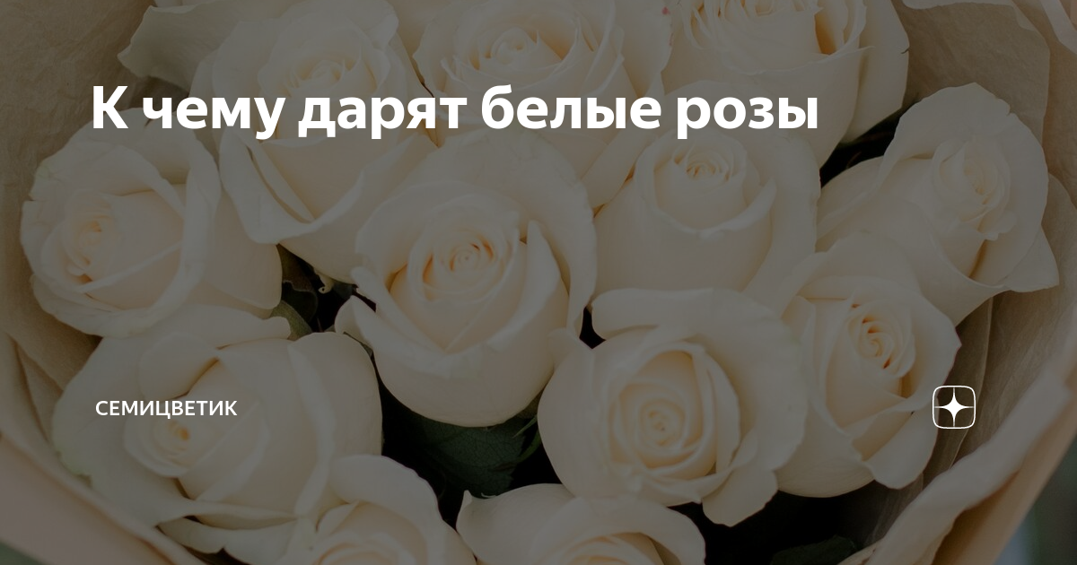 Дарим белые розы. Чему дарят розы белые к чем. Дарят белые розы значение. Белые розы что значит когда дарят.