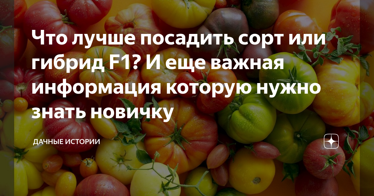 Гибриды томатов: основные отличия и выбор для посадки