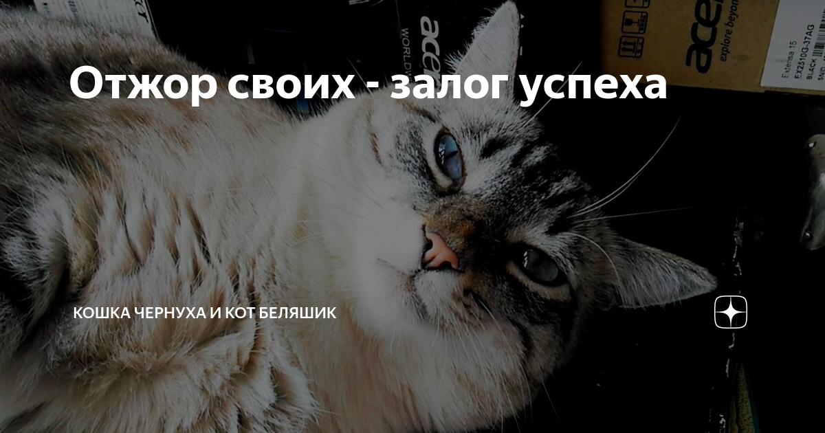 дзен коты беляшик и чернуха. кот беляшик. беляшик кот какая порода. дзен коты беляшик и чернуха. дзен коты беляшик и чернуха.