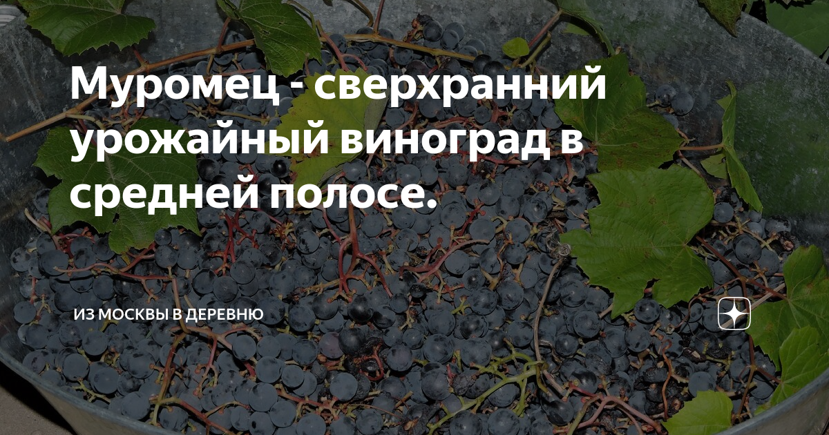 Муромец - сверхранний урожайный виноград в средней полосе ...
