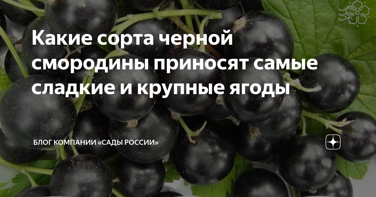 Черная смородина сорт Пигмей. Самые крупные сорта черной смородины. Смородина крупная черная самая сладкая. Сладкие сорта черной смородины.