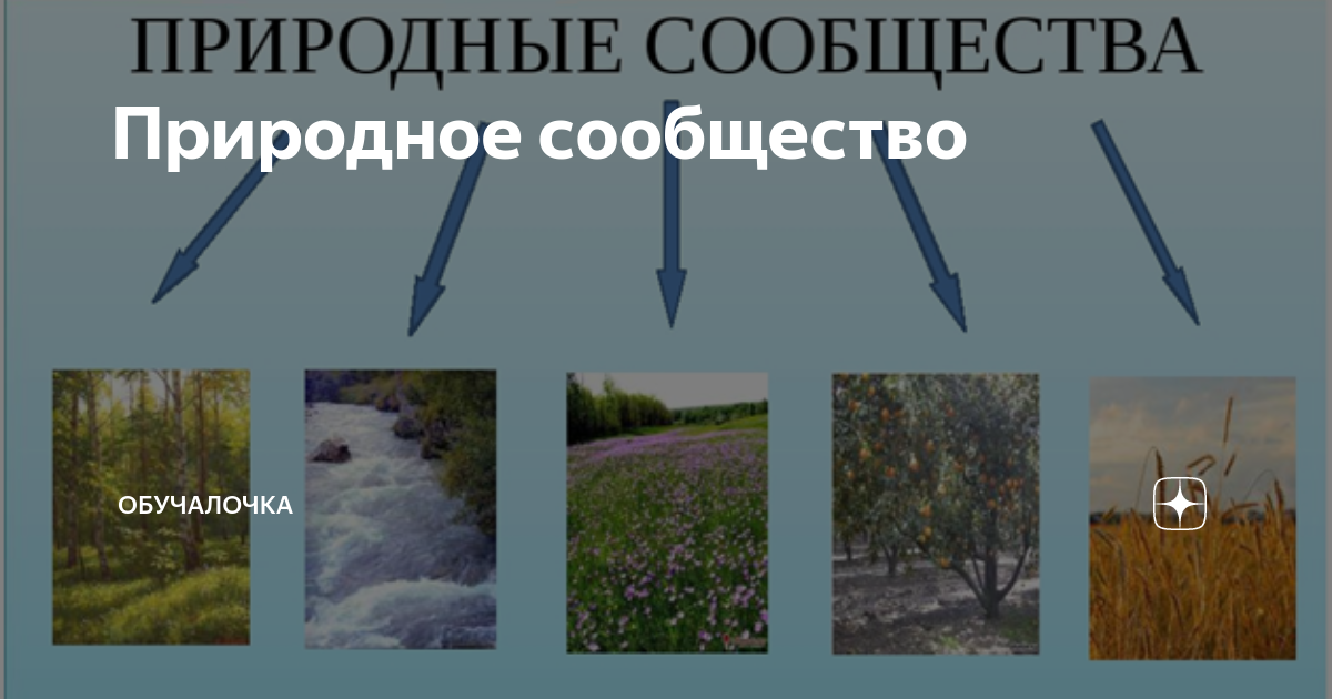 Почему поле природное сообщество