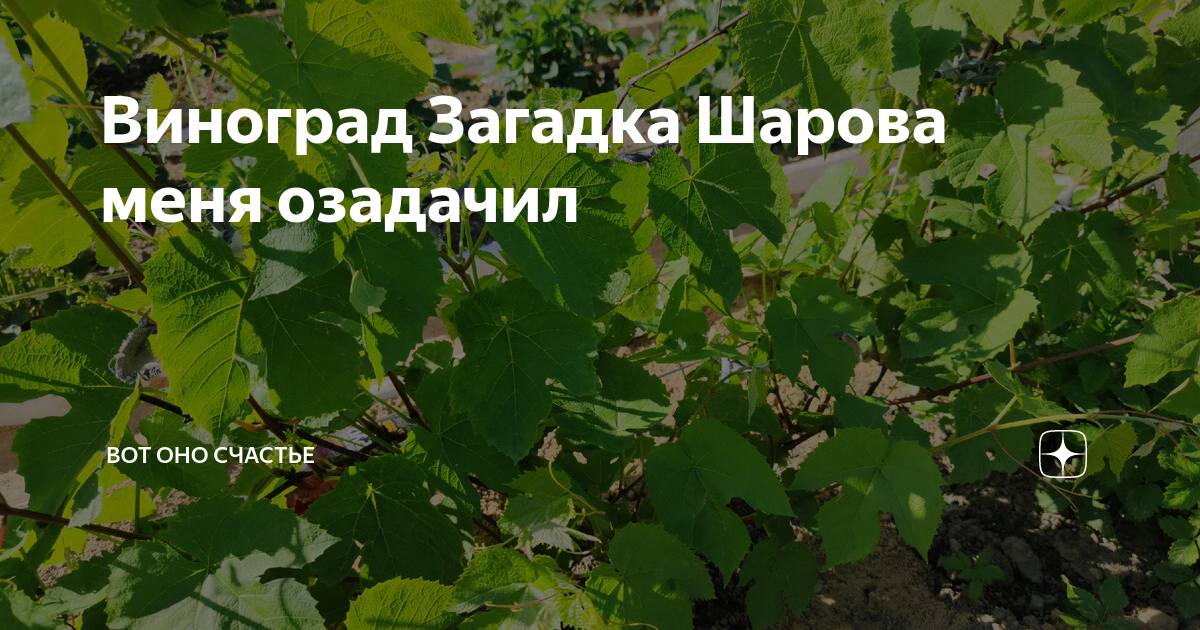 Виноград загадка шарова описание сорта фото отзывы фото и видео - RaiCvetov.ru