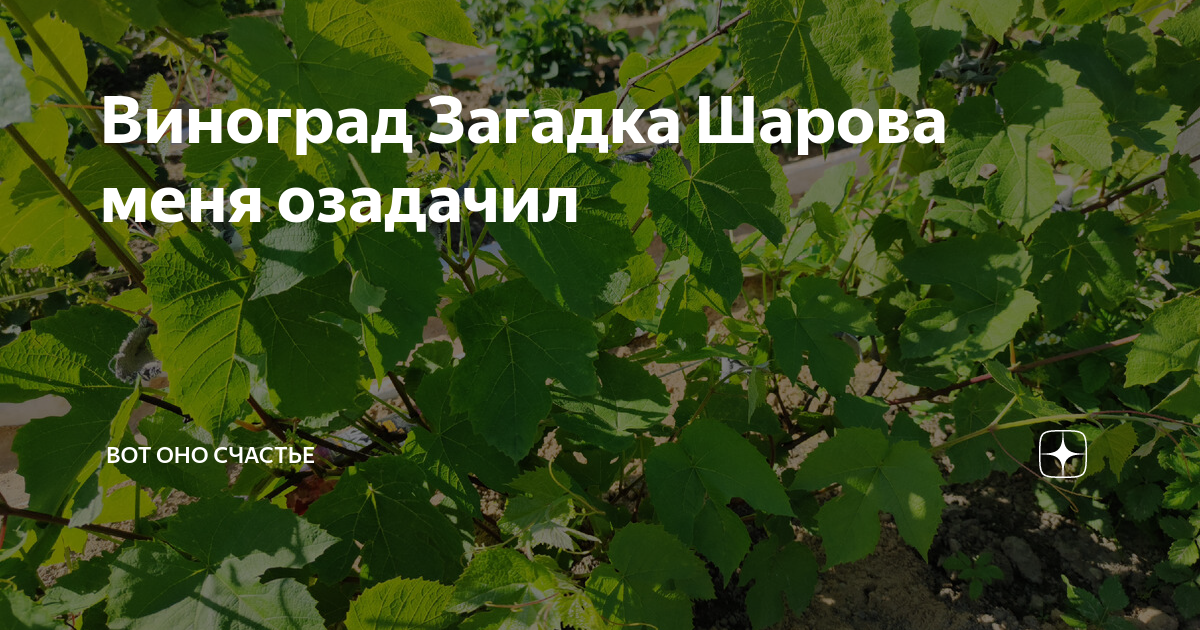 Виноград загадка Шарова купить в Шахунье Товары для дома и дачи Авито